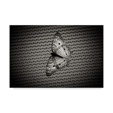 Chris Moyer 'Butterfly Contrast' Canvas Art,12x19